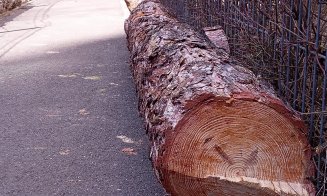 Au început "mutilările de primăvară" a spaţiilor verzi din Cluj-Napoca