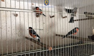 Cuști metalice cu păsări sălbatice, descoperite de polițiști în locuința unui clujean