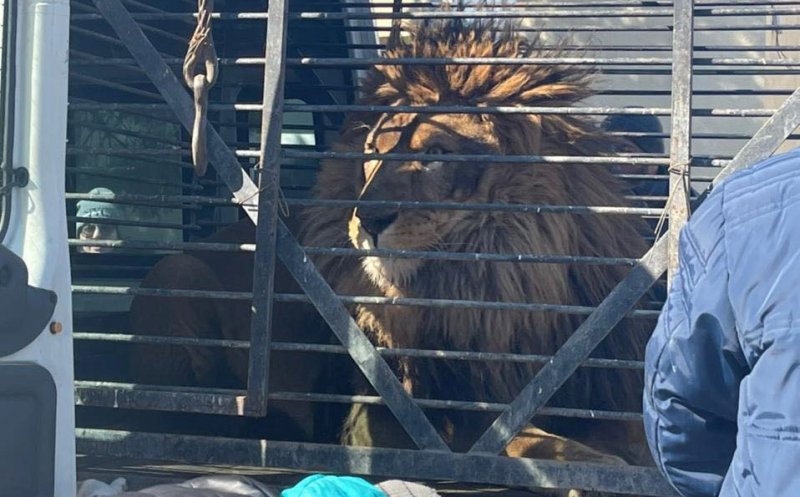 Un leu şi un lup din Ucraina au ajuns în România după un drum de 4 zile/ Animals International, apel către Guvern