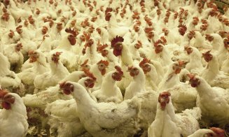 Focar de gripă aviară la o fermă de pui. Zeci de mii de păsări au fost eutanasiate