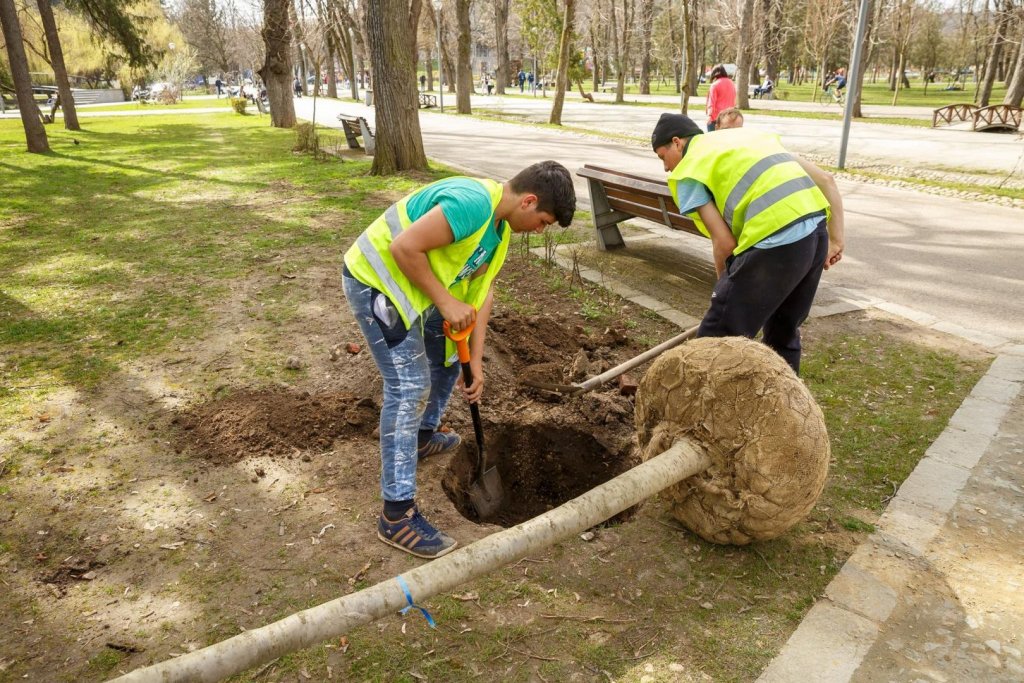 Peste 1.000 de arbori de talie mare, cu balot, plantați în oraș