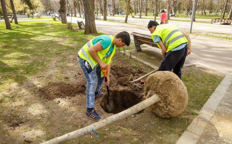 Peste 1.000 de arbori de talie mare, cu balot, plantați în oraș