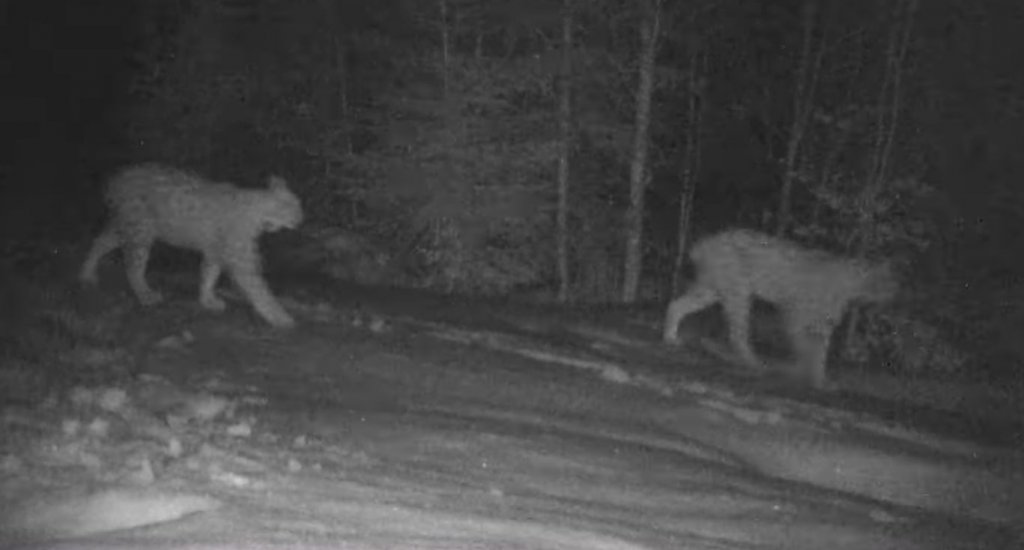 IMAGINI INEDITE. Doi râși, apariție nocturnă într-o pădure din Parcul Natural Apuseni