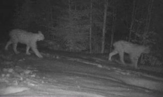 IMAGINI INEDITE. Doi râși, apariție nocturnă într-o pădure din Parcul Natural Apuseni