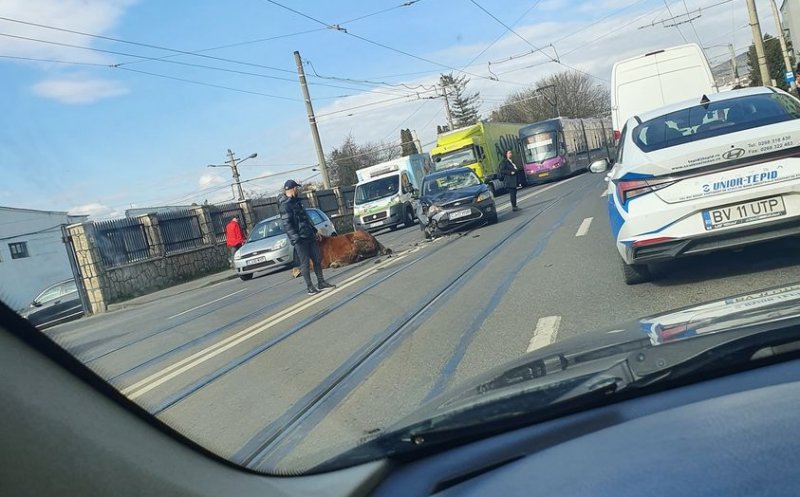IMAGINE-ȘOC pe Muncii. Cal izbit de mașină, prăbușit în mijlocul drumului