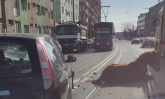IMAGINE-ȘOC pe Muncii. Cal izbit de mașină, prăbușit în mijlocul drumului