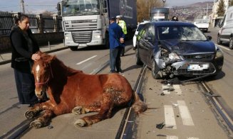 IMAGINE-ȘOC pe Muncii. Cal izbit de mașină, prăbușit în mijlocul drumului