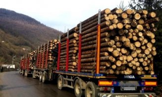 Garda Forestieră Cluj, amenzi de peste 600.000 de lei într-o singură lună
