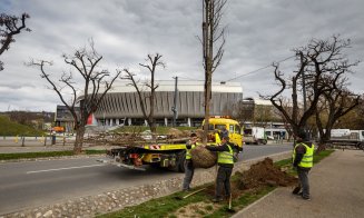 Clujul Verde: Peste 1.000 de arbori de talie mare vori fi plantați în această primăvară / Obiectivul: 100.000 până în 2030