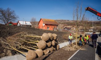Clujul Verde: Peste 1.000 de arbori de talie mare vori fi plantați în această primăvară / Obiectivul: 100.000 până în 2030