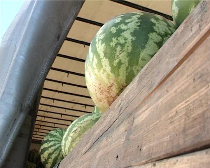 Fără pepenari în cartierele Clujului. Primăria pregătește amenzi de până la 2.500 lei