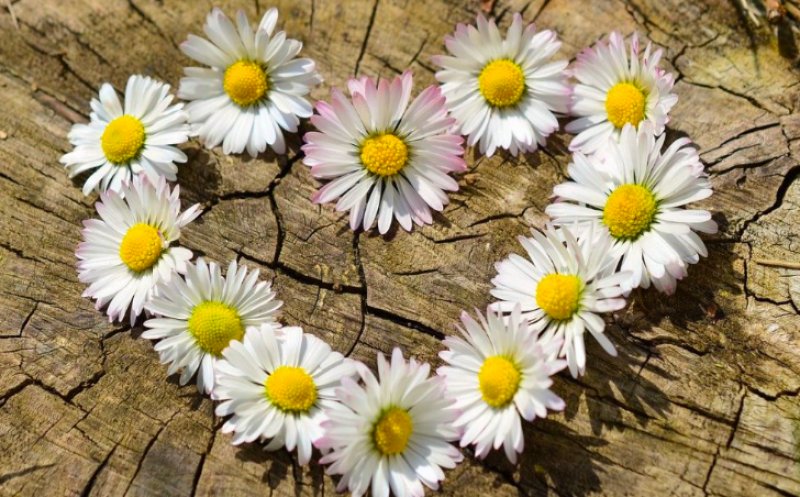 Duminica Floriilor: Aproape 1,5 milioane de români își celebrează onomastica