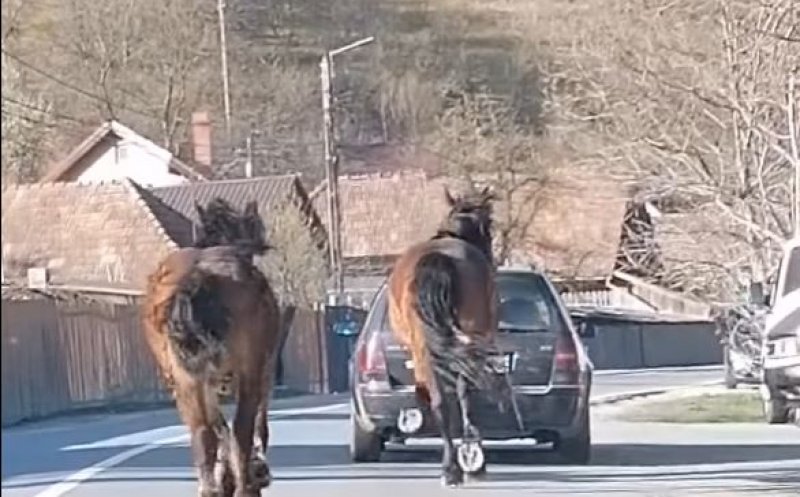 Scenă HALUCINANTĂ pe un drum din Cluj: Cal legat cu o funie și tras după mașină. În urma lui alerga mânzul