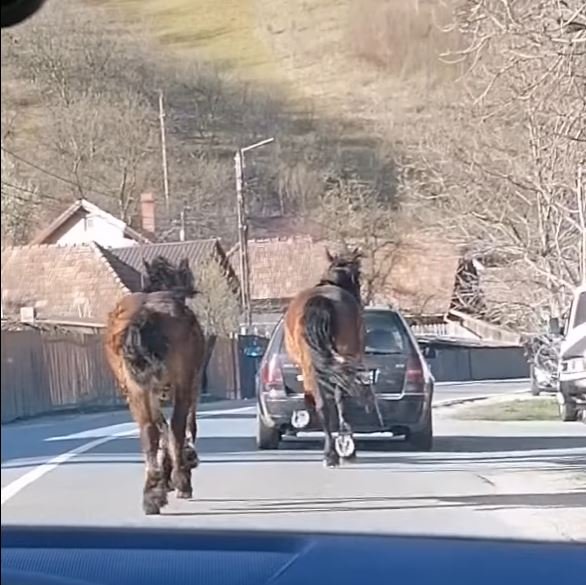 Cluj: Șoferul care trăgea după mașină un cal legat cu o funie a fost găsit și amendat