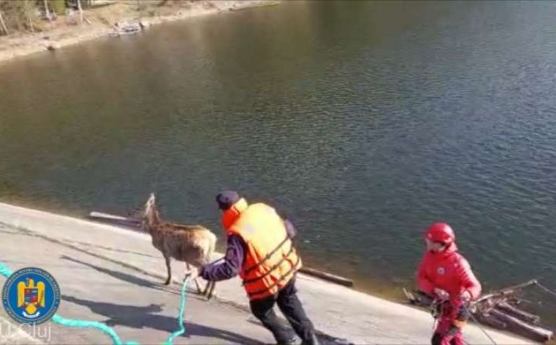 Cluj: Pompierii au salvat un pui de cerb blocat pe un refugiu al lacului Beliş-Fântânele