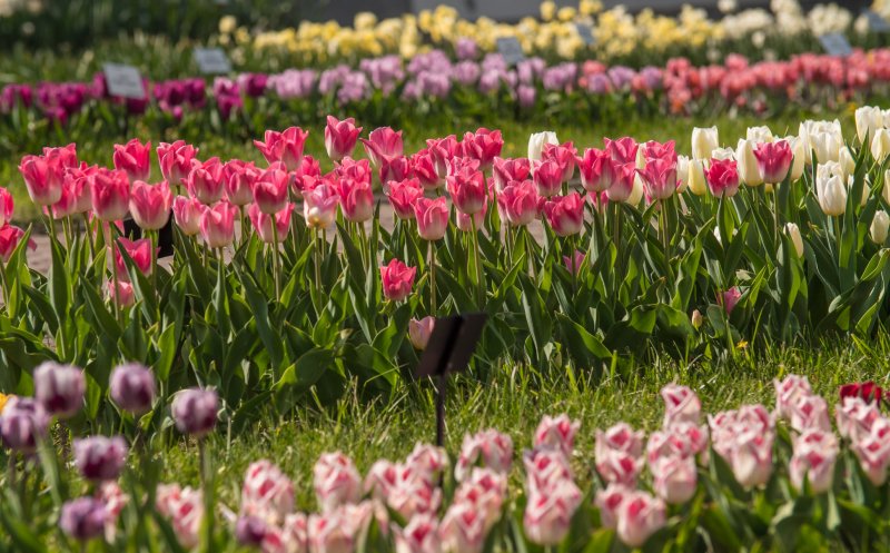 GRATIS la Grădina Botanică și muzee UBB, pentru tineri, în 2 mai