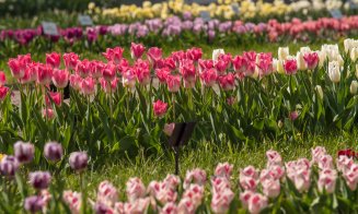 GRATIS la Grădina Botanică și muzee UBB, pentru tineri, în 2 mai