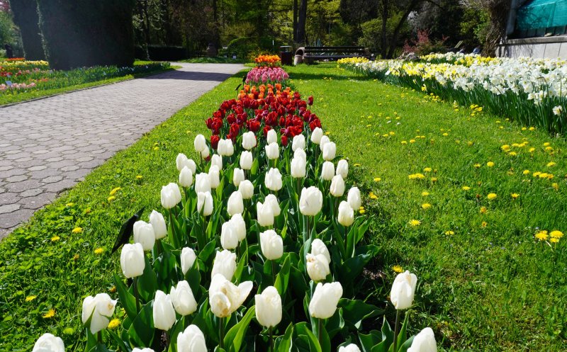 Program de vară la Grădina Botanică din Cluj-Napoca. Azi, GRATIS până în 35 de ani!