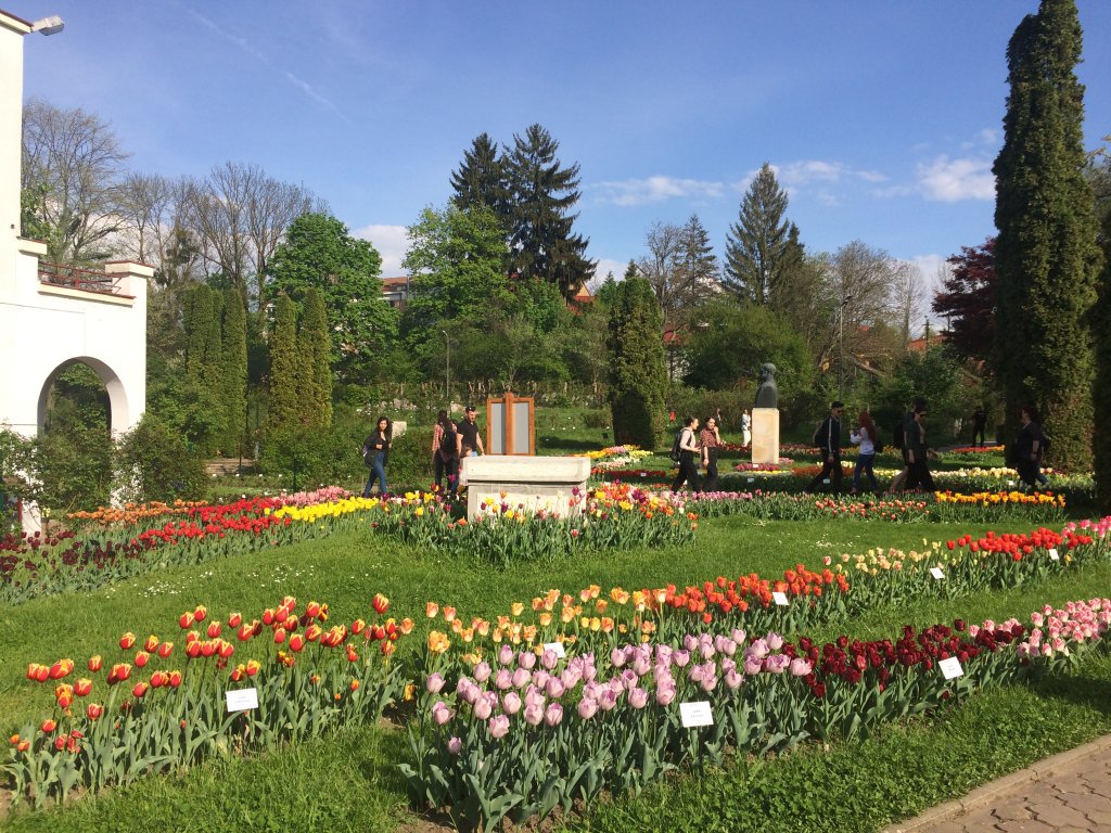 Ziua de Cluj | Raiul florilor la Grădina Botanică din Cluj-Napoca:  spectacol vizual cu peste 100 de soiuri de lalele