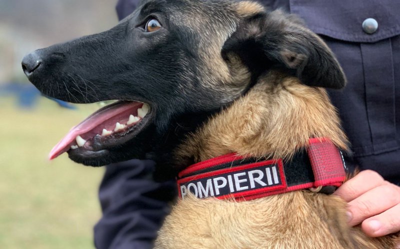 Membru special pentru misiunile dificile în familia pompierilor clujeni. Faceţi cunoştinţă cu Aki astăzi, la antrenament