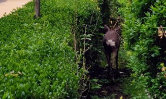 Căprior pe aleile dintre blocuri, în capăt de Gheorgheni