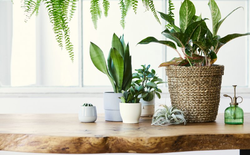 Plante de apartament nepretențioase și ușor de întreținut