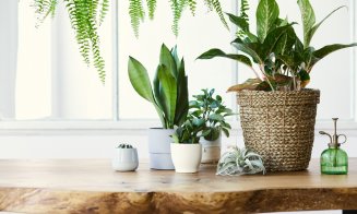 Plante de apartament nepretențioase și ușor de întreținut