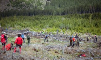 Acțiunea de împădurire de la Măguri-Răcătău, un real succes. Au fost plantați peste 3.000 de puieți