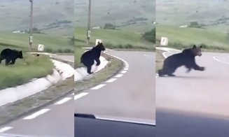 Urs de dimensiuni impresionante, filmat la intrarea într-o localitate din Alba