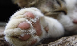Asiaticul văzut în Baciu cu o pisică moartă agățată de rucsac, a ÎNGROPAT animalul. L-a găsit pe stradă