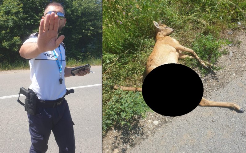 Motivul incredibil pentru care fost amendat clujeanul care a sunat la poliție după ce a găsit un căprior mort