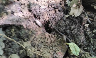 Atenție, capcane în pădurile de lângă Cluj! Țepușe găsite în zona potecilor sau a traseelor de bicicletă