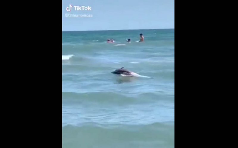 Delfin mort, filmat în Mamaia printre turiştii care înotau la malul Mării Negre