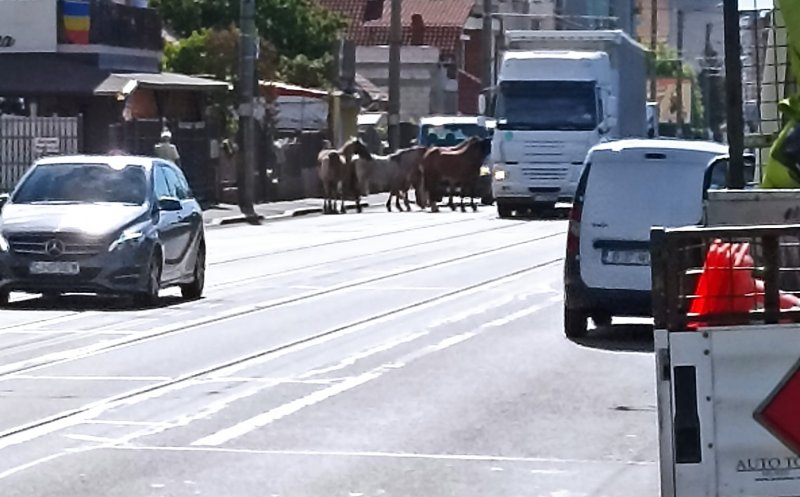 Cai lăsați liberi pe o stradă din Cluj-Napoca. Se plimbă nestingheriți printre mașini