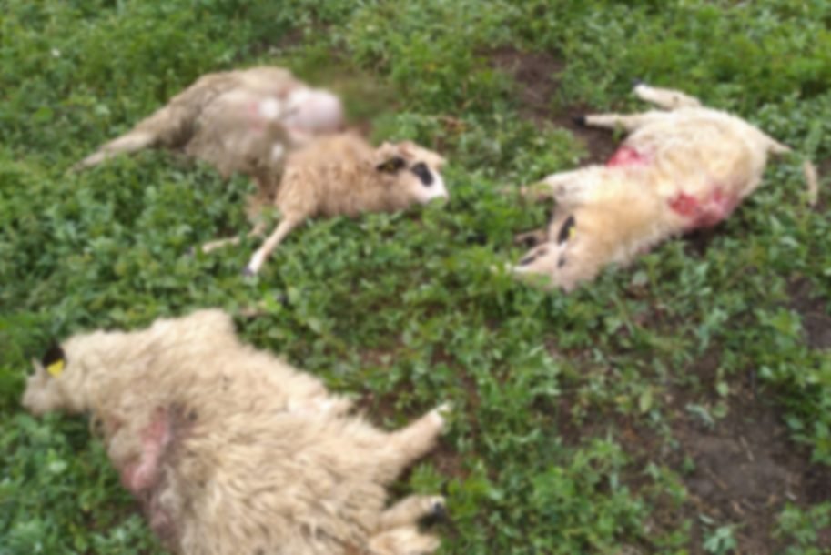 Urșii au dat atacul într-o comună din Cluj. Au omorât patru oi, iar pe una au mâncat-o
