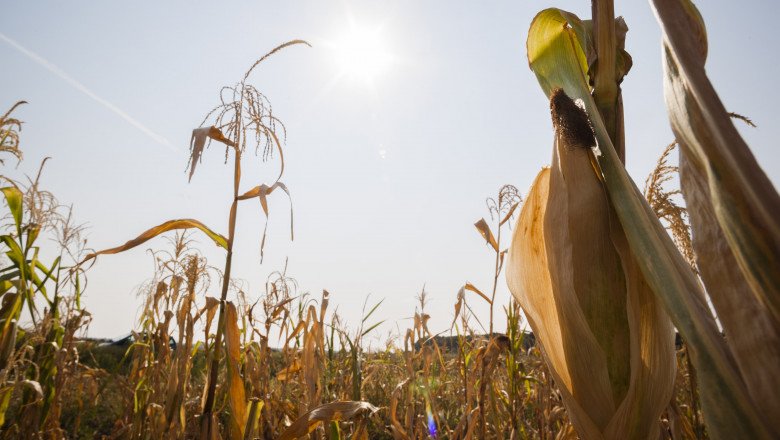 STARE de CALAMITATE în Agricultură? Ministerul nu are un fond special pentru calamităţi