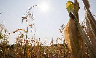 STARE de CALAMITATE în Agricultură? Ministerul nu are un fond special pentru calamităţi