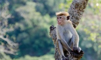 VARIOLA MAIMUȚEI. OMS transmite că epidemia nu are legătură cu aceste animale, după ce au avut loc mai multe atacuri asupra maimuţelor