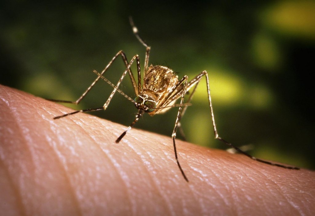 Tot mai multe cazuri cu virusul West Nile în Italia. Trei morți, doar în ultima săptămână