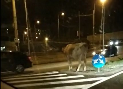 Imaginea săptămânii. O vacă s-a rătăcit într-un sens giratoriu din Cluj