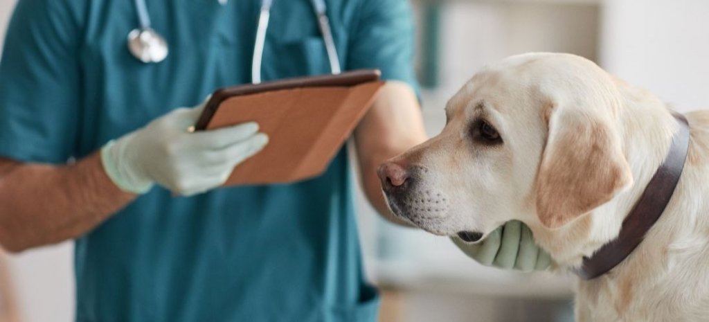 OMS recomandă vigilenţă după ce un câine a fost infectat cu variola maimuţei de doi bărbaţi
