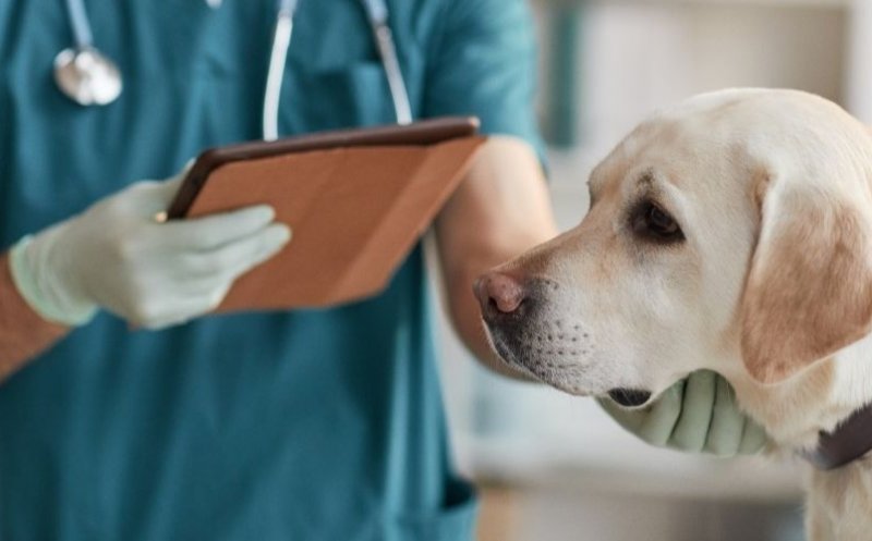 OMS recomandă vigilenţă după ce un câine a fost infectat cu variola maimuţei de doi bărbaţi