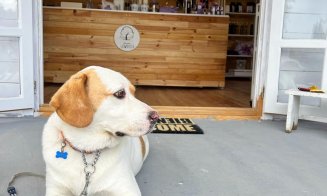 Cum să duci relaxarea la tine acasă: Coffee Shop la "Nucul din lavandă". Merită să încerci cafeaua, prăjiturile sau limonada cu lavandă