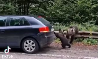 Urșii, ca pe maidan pe Transfăgărășan! Un pui l-a ”ajutat” pe un șofer să plece din parcare