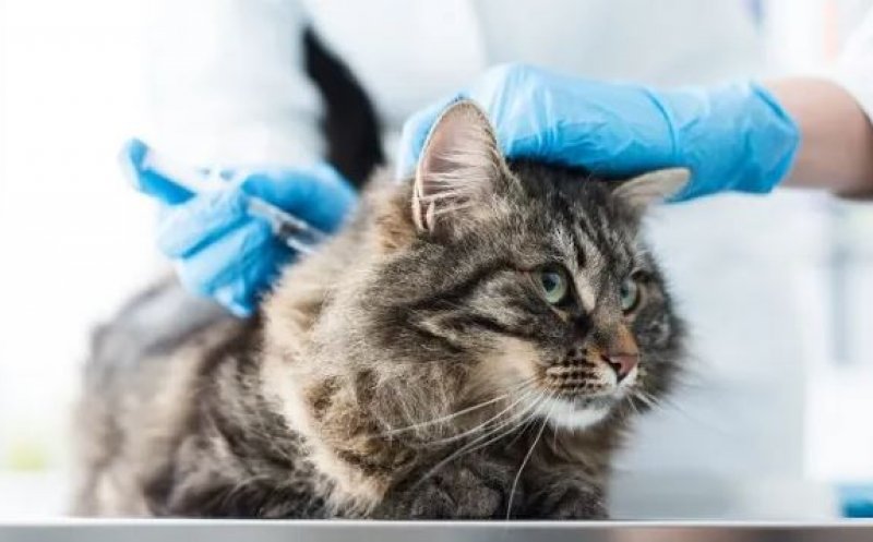 A fost testat cu succes un vaccin împotriva COVID pentru animale