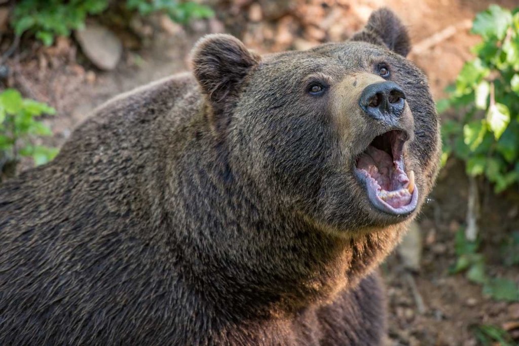 Cioban atacat de urs. Câinii i-au salvat viaţa şi omul reuşit să sune la 112