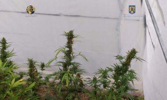 PALNTAŢIE uriaşă de canabis în solarii, într-un judeţ vecin Clujului