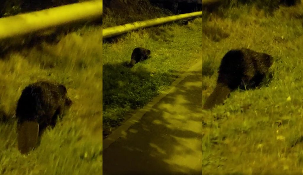 Castor cât un câine, la promenadă prin Cluj-Napoca. Podul Răsăritului, în pericol :)