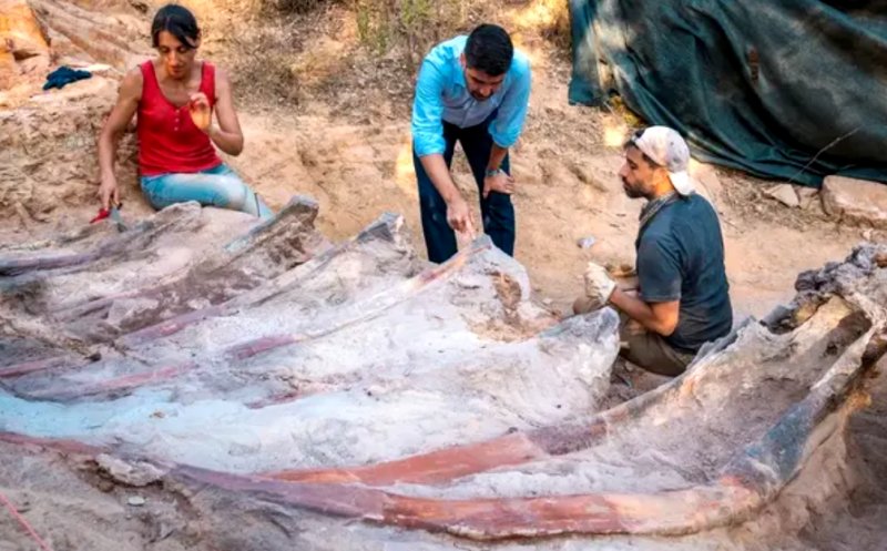 Dinozaur dezgropat în grădină. Ar putea avea 150 milioane de ani
