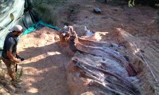 Dinozaurul din grădină, care ar putea avea 150 milioane de ani